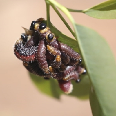 Perga sp. (genus) (Sawfly or Spitfire) at Goorooyarroo NR (ACT) - 7 Nov 2020 by AlisonMilton