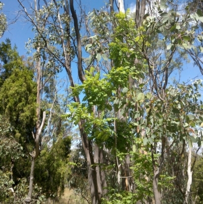 Sorbus domestica (Service Tree) at Mount Majura - 6 Dec 2020 by abread111