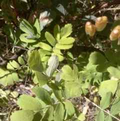 Sorbus domestica at Watson, ACT - 7 Dec 2020