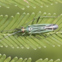 Miridae (family) (Unidentified plant bug) at Forde, ACT - 7 Nov 2020 by AlisonMilton