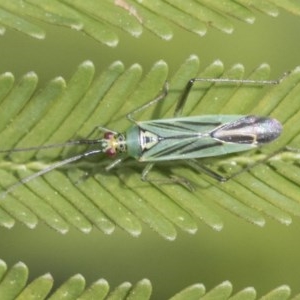 Miridae (family) at Forde, ACT - 7 Nov 2020 02:50 PM