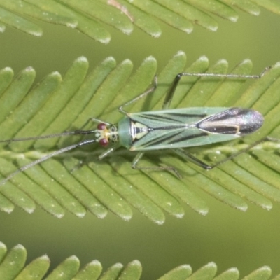 Miridae (family) (Unidentified plant bug) at Goorooyarroo NR (ACT) - 7 Nov 2020 by AlisonMilton