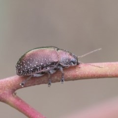 Edusella sp. (genus) (A leaf beetle) at Symonston, ACT - 30 Nov 2020 by AlisonMilton