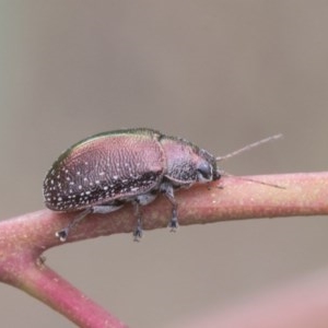 Edusella sp. (genus) at Symonston, ACT - 30 Nov 2020