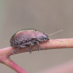 Edusella sp. (genus) (A leaf beetle) at Symonston, ACT - 29 Nov 2020 by AlisonMilton