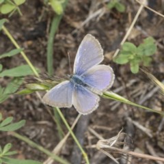 Zizina otis (Common Grass-Blue) at Symonston, ACT - 29 Nov 2020 by AlisonMilton