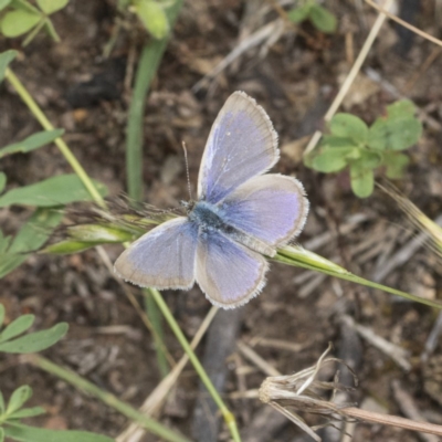 Zizina otis (Common Grass-Blue) at Symonston, ACT - 30 Nov 2020 by AlisonMilton