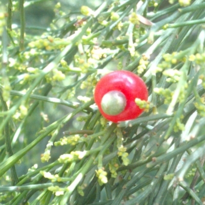 Exocarpos cupressiformis (Cherry Ballart) at Mount Majura - 7 Dec 2020 by abread111