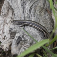 Morethia boulengeri (Boulenger's Skink) at Mount Mugga Mugga - 29 Nov 2020 by AlisonMilton