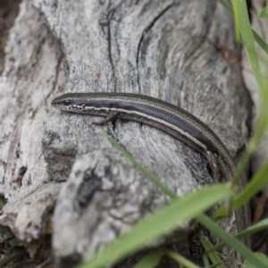 Morethia boulengeri at Symonston, ACT - 30 Nov 2020 10:51 AM