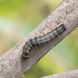 Noctuidae unclassified IMMATURE moth at Symonston, ACT - 30 Nov 2020