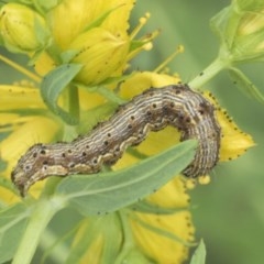 Noctuidae unclassified IMMATURE moth (Immature Noctuidae Moth) at Symonston, ACT - 30 Nov 2020 by AlisonMilton