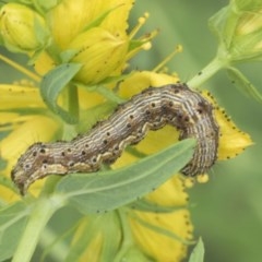 Noctuidae unclassified IMMATURE moth (Immature Noctuidae Moth) at Symonston, ACT - 30 Nov 2020 by AlisonMilton