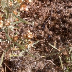 Gamochaeta sp. (Cudweed) at Watson, ACT - 6 Dec 2020 by abread111