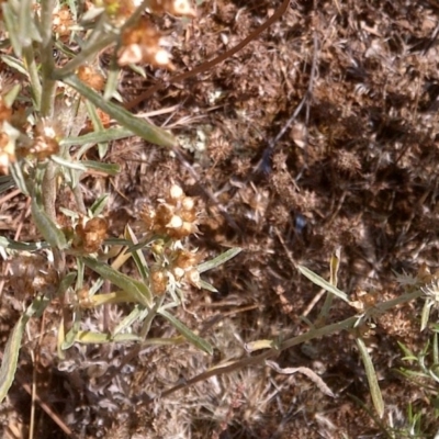 Gamochaeta purpurea (Purple Cudweed) at Watson, ACT - 7 Dec 2020 by abread111