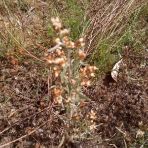 Gamochaeta purpurea at The Fair, Watson - 7 Dec 2020