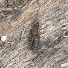 Yoyetta australicta (Southern Ticking Ambertail) at Symonston, ACT - 30 Nov 2020 by AlisonMilton