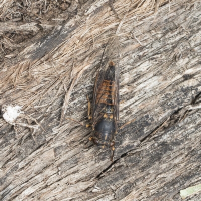 Yoyetta australicta (Southern Ticking Ambertail) at Symonston, ACT - 30 Nov 2020 by AlisonMilton