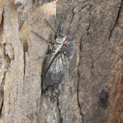 Psaltoda moerens (Redeye cicada) at Symonston, ACT - 30 Nov 2020 by AlisonMilton