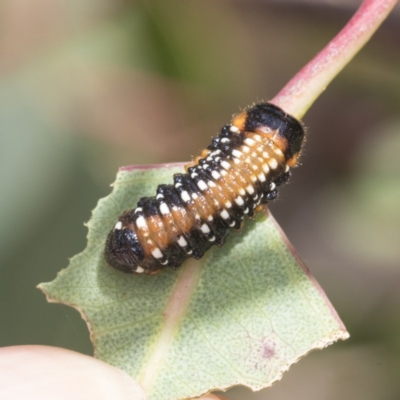 Paropsis variolosa (Variolosa leaf beetle) at Mount Mugga Mugga - 30 Nov 2020 by AlisonMilton