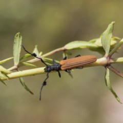 Tropis paradoxa (Longicorn beetle) at O'Malley, ACT - 30 Nov 2020 by AlisonMilton
