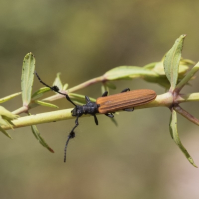 Tropis paradoxa (Longicorn beetle) at Mount Mugga Mugga - 30 Nov 2020 by AlisonMilton
