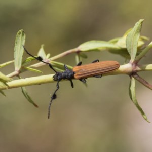 Tropis paradoxa at O'Malley, ACT - 30 Nov 2020 12:54 PM