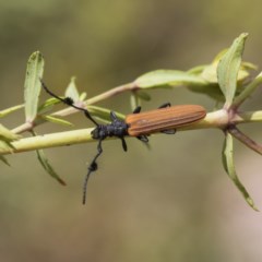 Tropis paradoxa at O'Malley, ACT - 30 Nov 2020