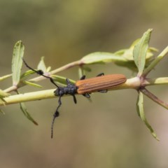 Tropis paradoxa at O'Malley, ACT - 30 Nov 2020 12:54 PM