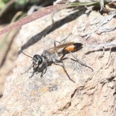 Podalonia tydei (Caterpillar-hunter wasp) at Forde, ACT - 7 Nov 2020 by AlisonMilton