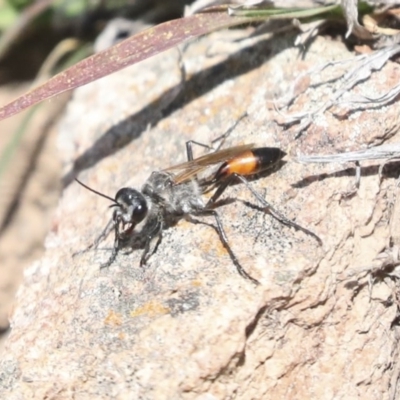 Podalonia tydei (Caterpillar-hunter wasp) at Goorooyarroo NR (ACT) - 7 Nov 2020 by AlisonMilton