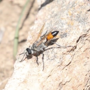 Podalonia tydei at Forde, ACT - 7 Nov 2020 12:51 PM