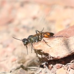 Podalonia tydei at Forde, ACT - 7 Nov 2020 12:51 PM