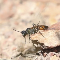 Podalonia tydei at Forde, ACT - 7 Nov 2020 12:51 PM