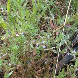 Lythrum hyssopifolia at Watson, ACT - 7 Dec 2020