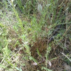 Lythrum hyssopifolia at Watson, ACT - 7 Dec 2020