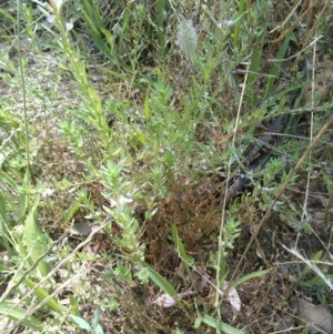 Lythrum hyssopifolia at Watson, ACT - 7 Dec 2020 11:21 AM