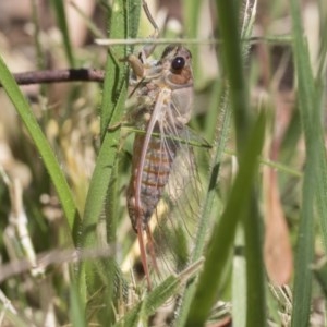 Yoyetta sp. (genus) at Cook, ACT - 1 Dec 2020