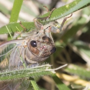 Yoyetta sp. (genus) at Cook, ACT - 1 Dec 2020