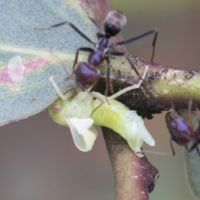 Cicadellidae (family) (Unidentified leafhopper) at Mount Mugga Mugga - 29 Nov 2020 by AlisonMilton