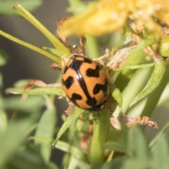 Coccinella transversalis (Transverse Ladybird) at Mount Mugga Mugga - 30 Nov 2020 by AlisonMilton