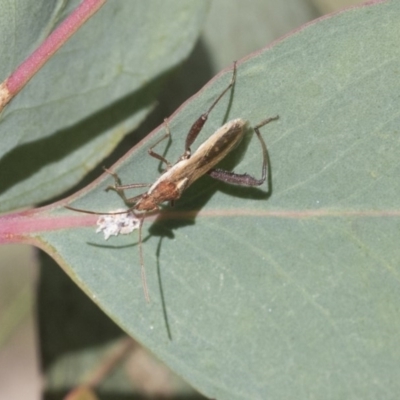 Melanacanthus scutellaris (Small brown bean bug) at Mount Mugga Mugga - 30 Nov 2020 by AlisonMilton