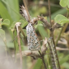 Utetheisa pulchelloides (Heliotrope Moth) at Symonston, ACT - 30 Nov 2020 by AlisonMilton