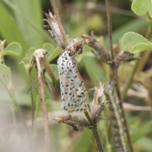 Utetheisa pulchelloides at Symonston, ACT - 30 Nov 2020