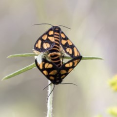 Amata (genus) (Handmaiden Moth) at Mount Mugga Mugga - 29 Nov 2020 by AlisonMilton