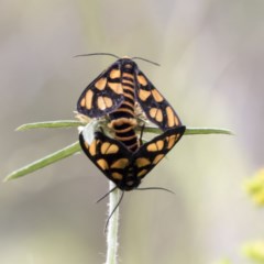 Amata (genus) (Handmaiden Moth) at Symonston, ACT - 30 Nov 2020 by AlisonMilton