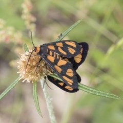 Amata (genus) at Symonston, ACT - 30 Nov 2020