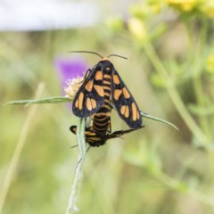 Amata (genus) at Symonston, ACT - 30 Nov 2020