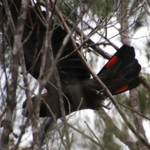 Calyptorhynchus lathami lathami at Moruya, NSW - suppressed