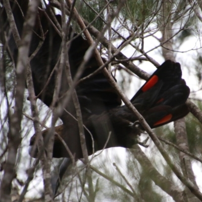 Calyptorhynchus lathami lathami (Glossy Black-Cockatoo) at Broulee Moruya Nature Observation Area - 7 Dec 2020 by LisaH